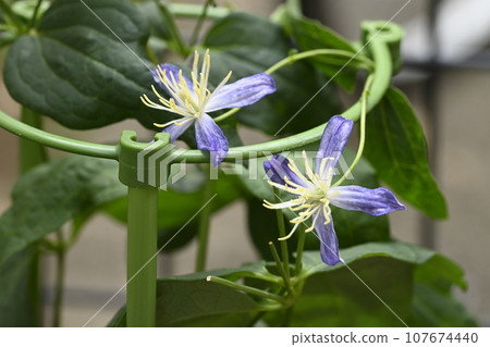 Clematis Clematis 107674440