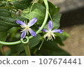 Clematis 107674441