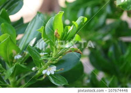 Leaves and flowers of the tropical lily Leaves and flowers of the tropical lily 107674446