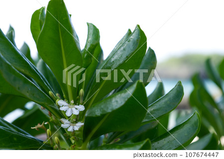 海岸背景中庫薩托貝拉的葉子和花朵 海岸背景中庫薩托貝拉的葉子和花朵 107674447