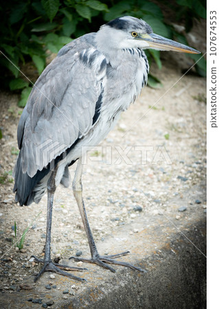 Wild birds, plants and animals that live in areas rich in nature, make beautiful calls. Wild birds, plants and animals that live in areas rich in nature, make beautiful calls. 107674553