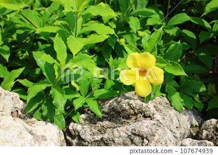 yellow iris flower yellow iris flower 107674939