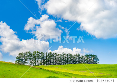 Mild Seven Hill, Biei Town, Hokkaido in Summer 107675071