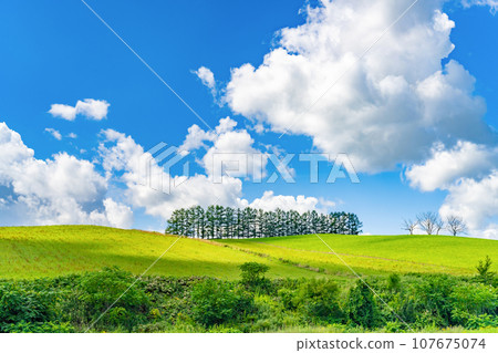 Mild Seven Hill, Biei Town, Hokkaido in Summer 107675074