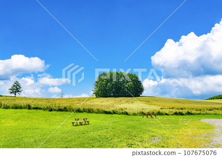 Summer in Biei, Hokkaido, Mild Seven Tree Summer in Biei, Hokkaido, Mild Seven Tree 107675076