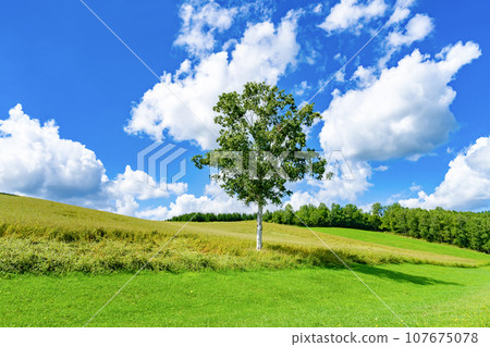 夏季的北海道美瑛町溫和七丘 107675078