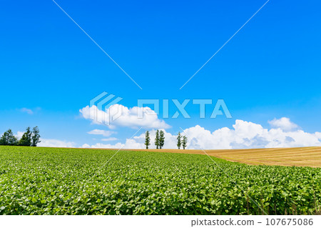 Mild Seven Hill, Biei Town, Hokkaido in Summer 107675086