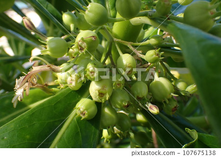 Close-up of Kusatobela fruit blooming in tropical countries Close-up of Kusatobela fruit blooming in tropical countries 107675138