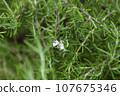 Purple flower material surrounded by rosemary branches and leaves 107675346