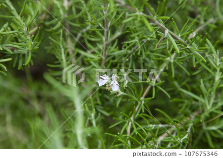 Purple flower material surrounded by rosemary branches and leaves 107675346
