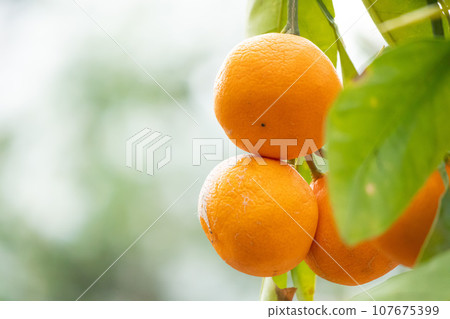 Mandarin on a tree 107675399
