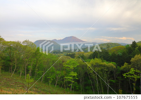 Mt. Asama fresh greenery 107675555