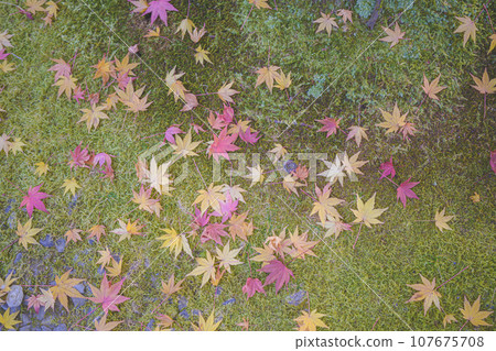 Colorful autumn leaves Colorful autumn leaves 107675708