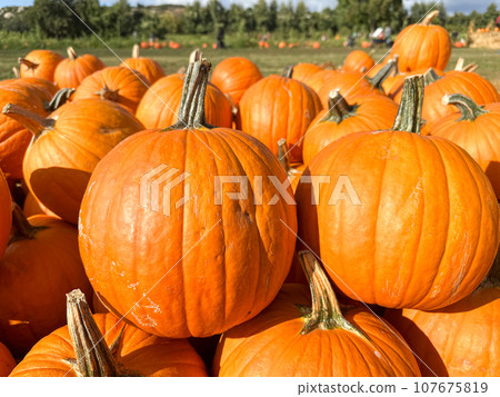 Pumpkins in the field during harvest time in fall. Halloween preparation 107675819