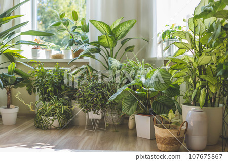 Houseplant domestic jungle garden organization fresh natural plant in pots. Copy space. 107675867