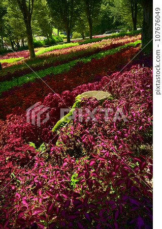 Shinrin 公園色彩繽紛的錦紫蘇田 Shinrin 公園色彩繽紛的錦紫蘇田 107676049