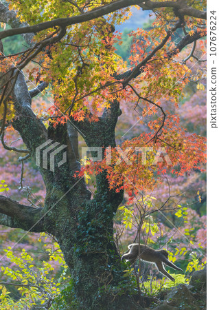 Autumn leaves and monkeys (Oita City, Oita Prefecture) 107676224
