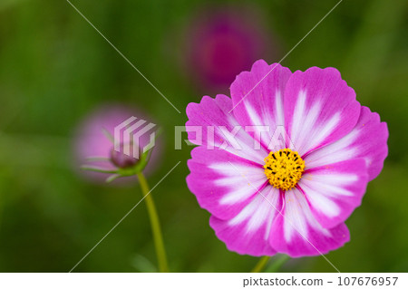 Close-up of autumn cherry blossom petals 107676957