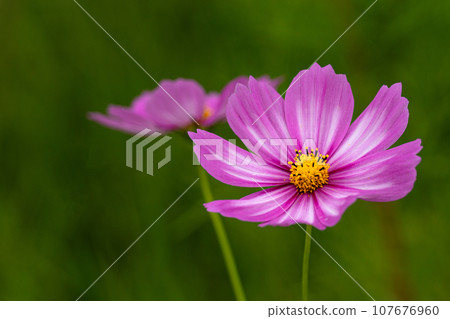 秋天的櫻花花瓣特寫 107676960