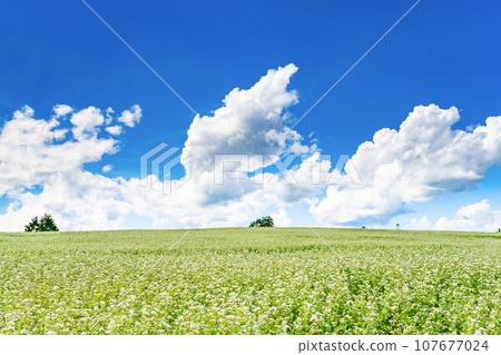 Summer landscape with buckwheat fields in Biei Town, Hokkaido 107677024