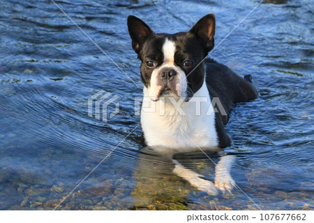 Mighty, a Boston terrier, lies down in the clear stream of the Miyako River and stares at the valley ♡ Mighty, a Boston terrier, lies down in the clear stream of the Miyako River and stares at the valley ♡ 107677662