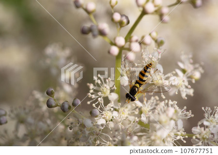 食蚜蠅和 Kyokanoko 的白花 107677751