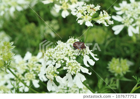 紅臭蟲和奧爾利亞花 107677752