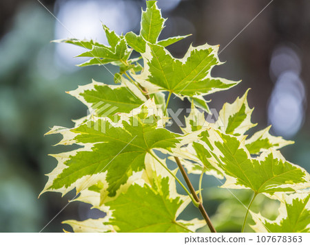 Green and white foliage of Norway Maple 'Drummondii' - Acer platanoides Variegata 107678363