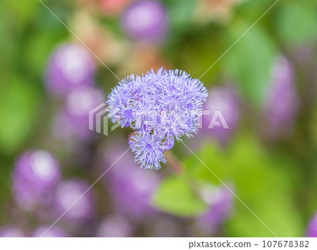 Close-up of small, purple flowers, Ageratum Houstonianum, also know as Floss flower, Pussy Foot, or Blue mink. Close-up of small, purple flowers, Ageratum Houstonianum, also know as Floss flower, Pussy Foot, or Blue mink. 107678382