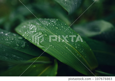 leaves and water drops on a rainy day 107678863