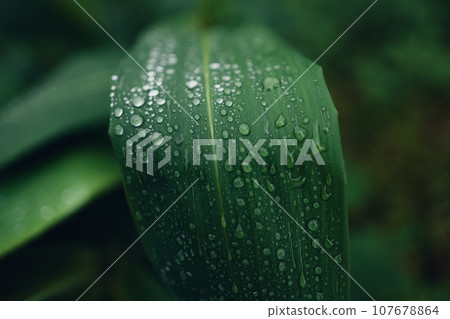 leaves and water drops on a rainy day leaves and water drops on a rainy day 107678864