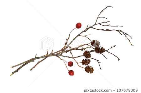 Dry twigs with alder cones and red berries isolated Dry twigs with alder cones and red berries isolated 107679009
