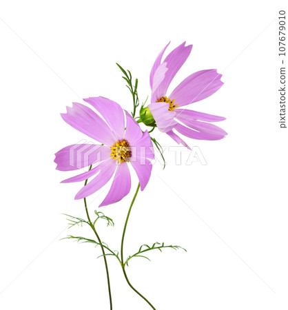 Pair of pink cosmos flowers in a floral arrangement isolated 107679010