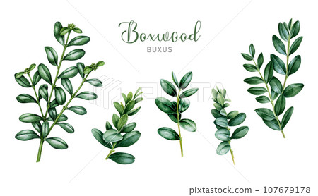 Boxwood branch watercolor illustration set. Hand painted realistic buxus twig with green leaves. Boxwood bush branch botanical illustration collection. Buxus stems isolated on white background 107679178