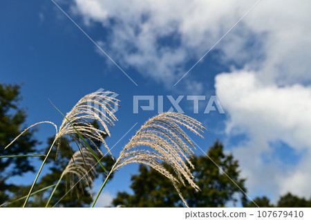 Japanese pampas grass shines under the blue autumn sky and clouds 107679410