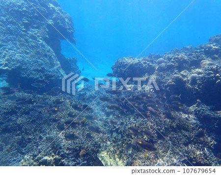 A landscape with a beautiful blue sea and various corals and tropical fish 107679654