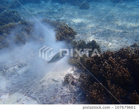 Saltwater fish dig in the sand between corals to find food. 107679661