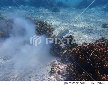 Saltwater fish dig in the sand between corals to find food. 107679662