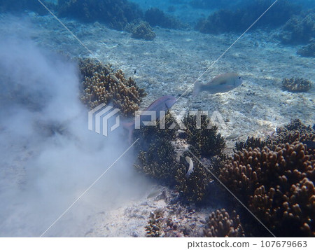 Saltwater fish dig in the sand between corals to find food. Saltwater fish dig in the sand between corals to find food. 107679663