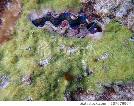Giant clam that lives in rocks 107679904