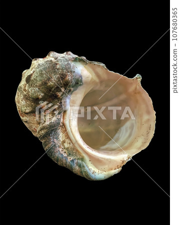 Shells Shells 107680365