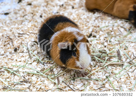 Guinea pig are in the stall Guinea pig are in the stall 107680382