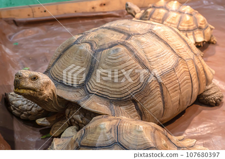 Sulcata tortoise Sulcata tortoise 107680397