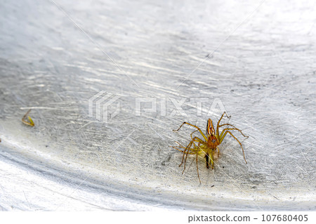 Spider 107680405