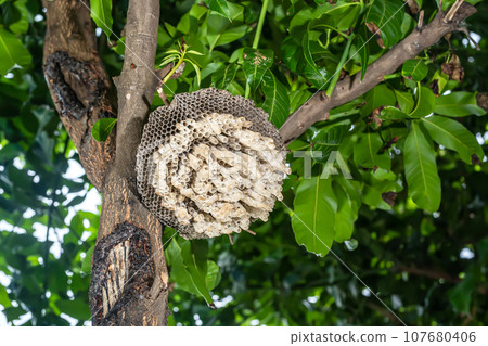 Wasp's nest 107680406