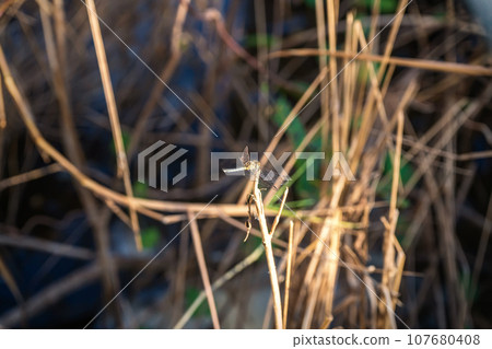 Dragonfly on top of the dry grass Dragonfly on top of the dry grass 107680408