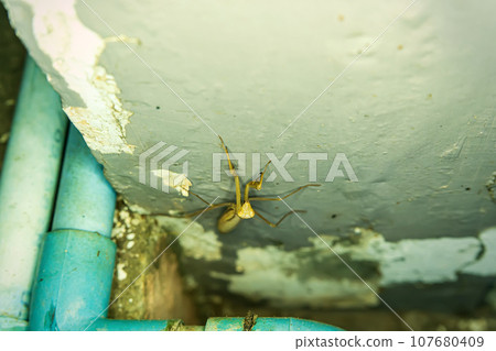 Mantis or praying mantis, mantis religiosa, green praying mantis Mantis or praying mantis, mantis religiosa, green praying mantis 107680409