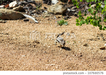Chipmunk in the wild mountains Estes Park Colorado Chipmunk in the wild mountains Estes Park Colorado 107680576