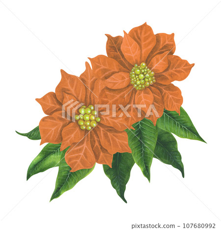 Apricot watercolor Christmas poinsettia flowers with green leaves Apricot watercolor Christmas poinsettia flowers with green leaves 107680992