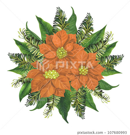 Apricot watercolor Christmas poinsettia flowers with fir branches and green leaves Apricot watercolor Christmas poinsettia flowers with fir branches and green leaves 107680993